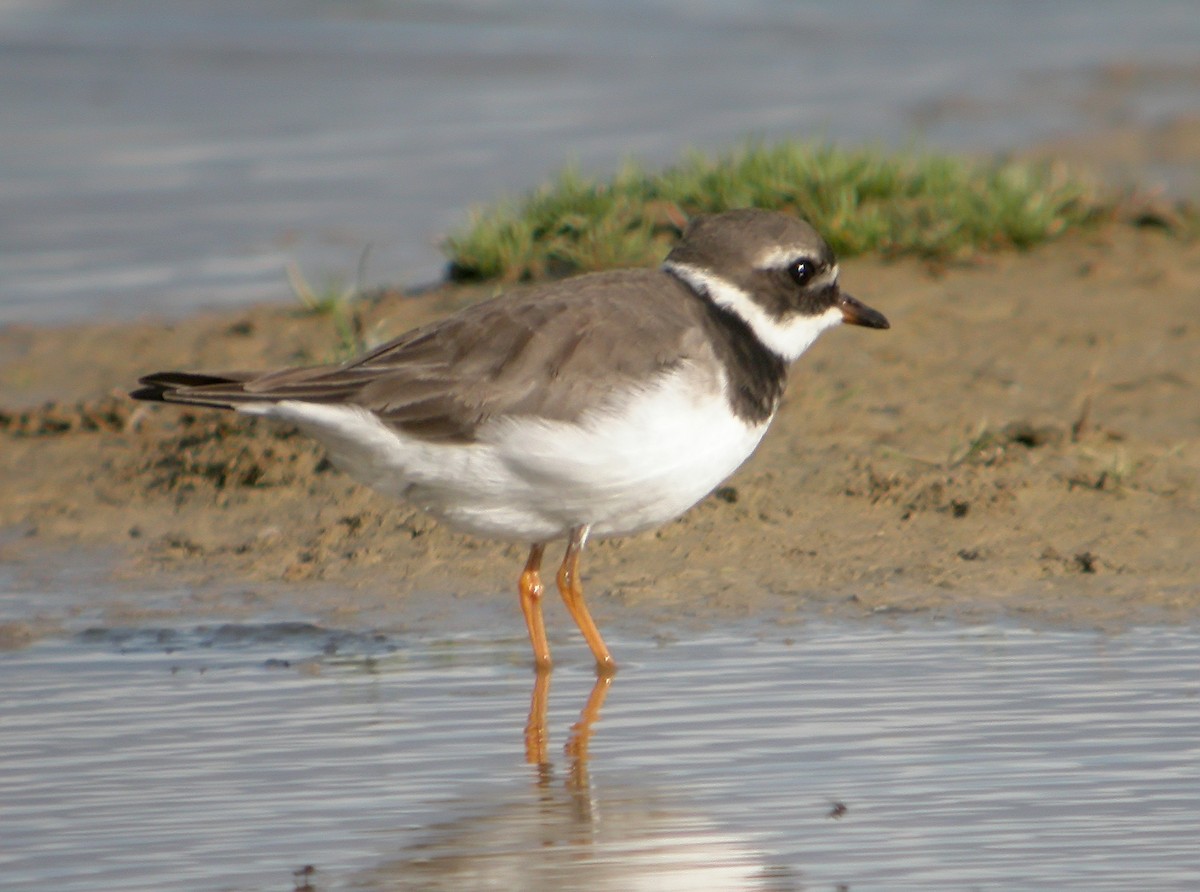 Common Ringed Plover - ML620666097