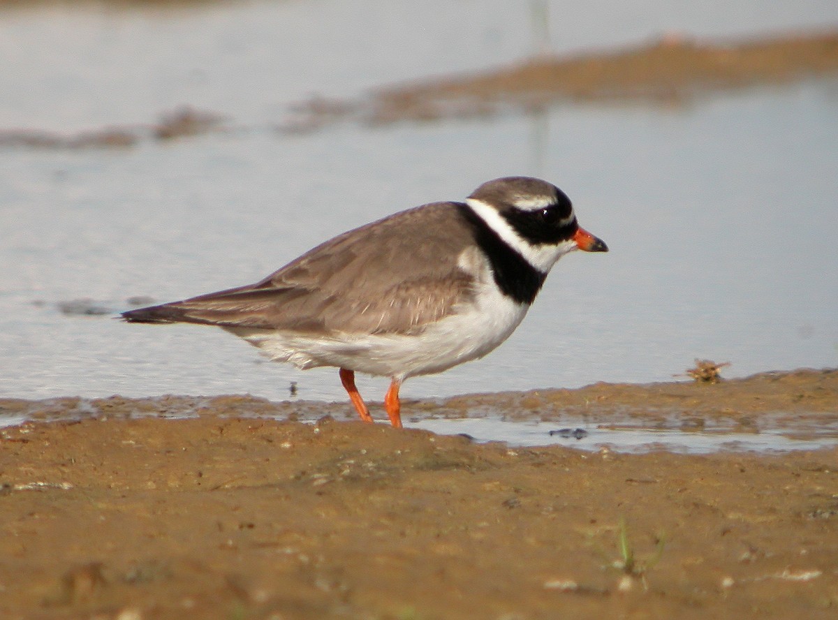 Common Ringed Plover - ML620666098