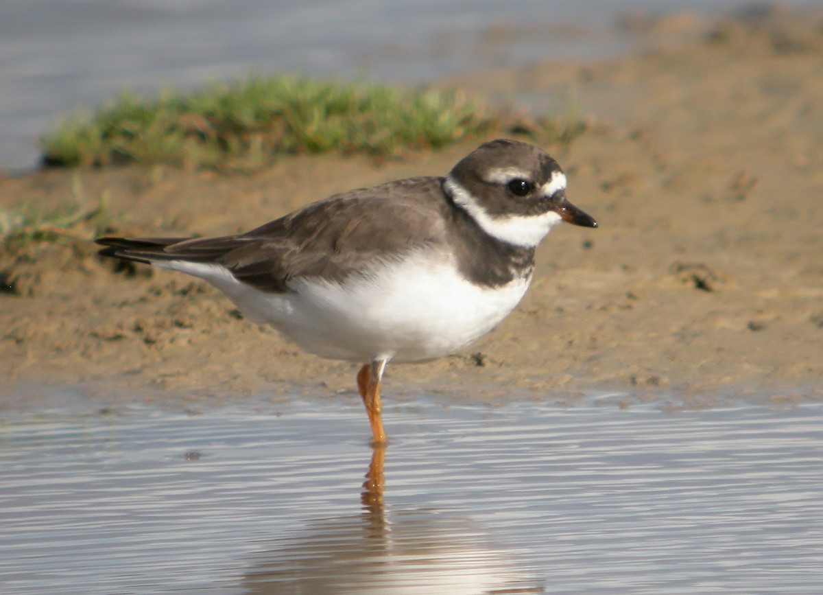 Common Ringed Plover - ML620666099