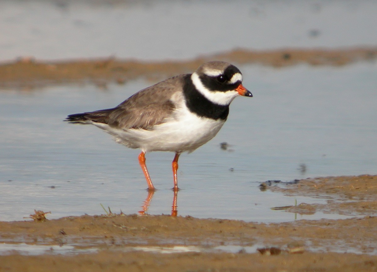 Common Ringed Plover - ML620666100
