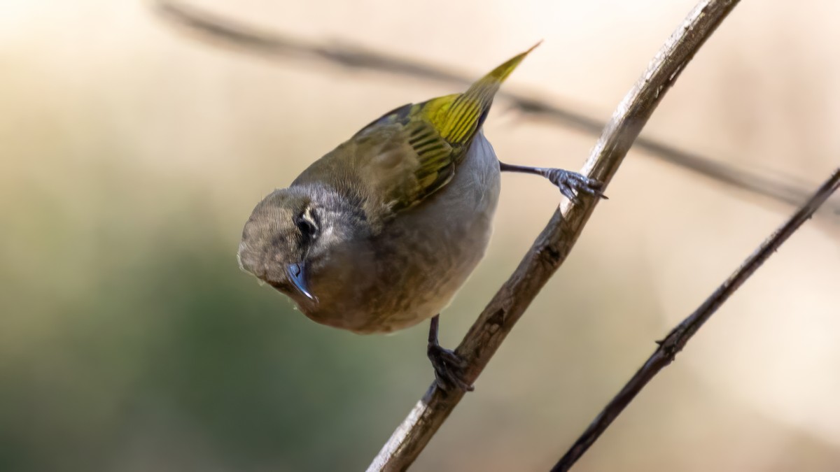 Brown Honeyeater - ML620666102