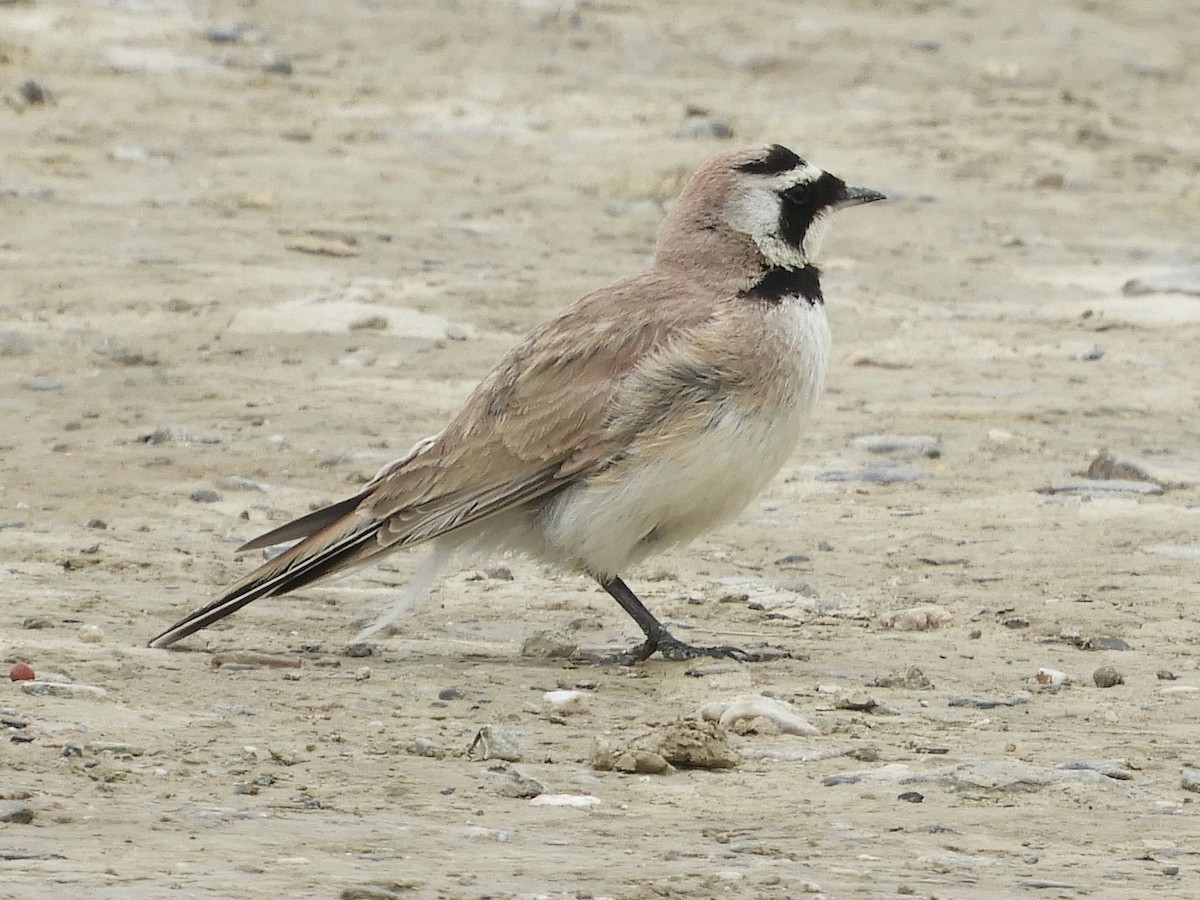 Horned Lark - Frank Antram