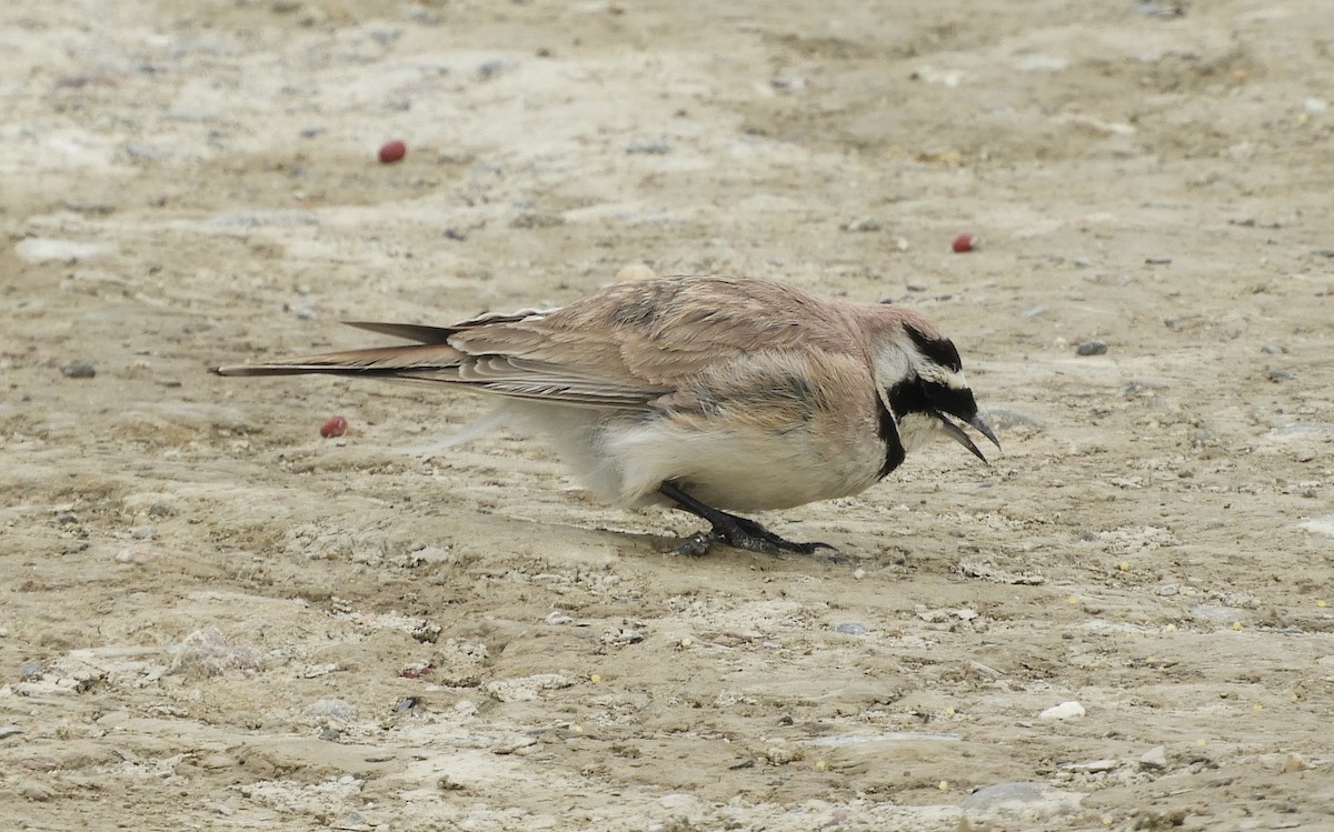 Horned Lark - ML620666105