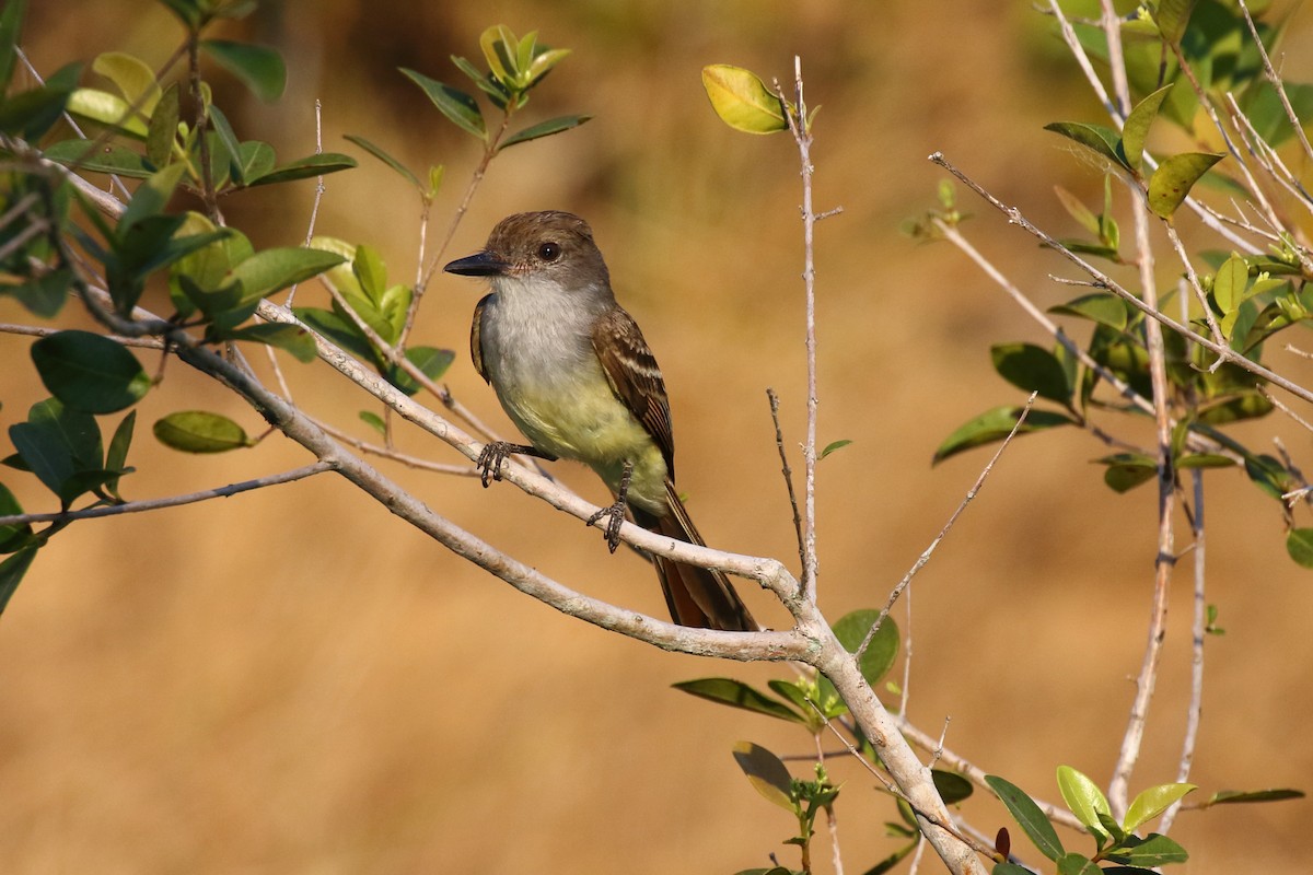 Brown-crested Flycatcher - ML620666107