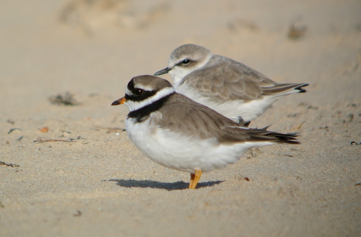 Common Ringed Plover - ML620666110