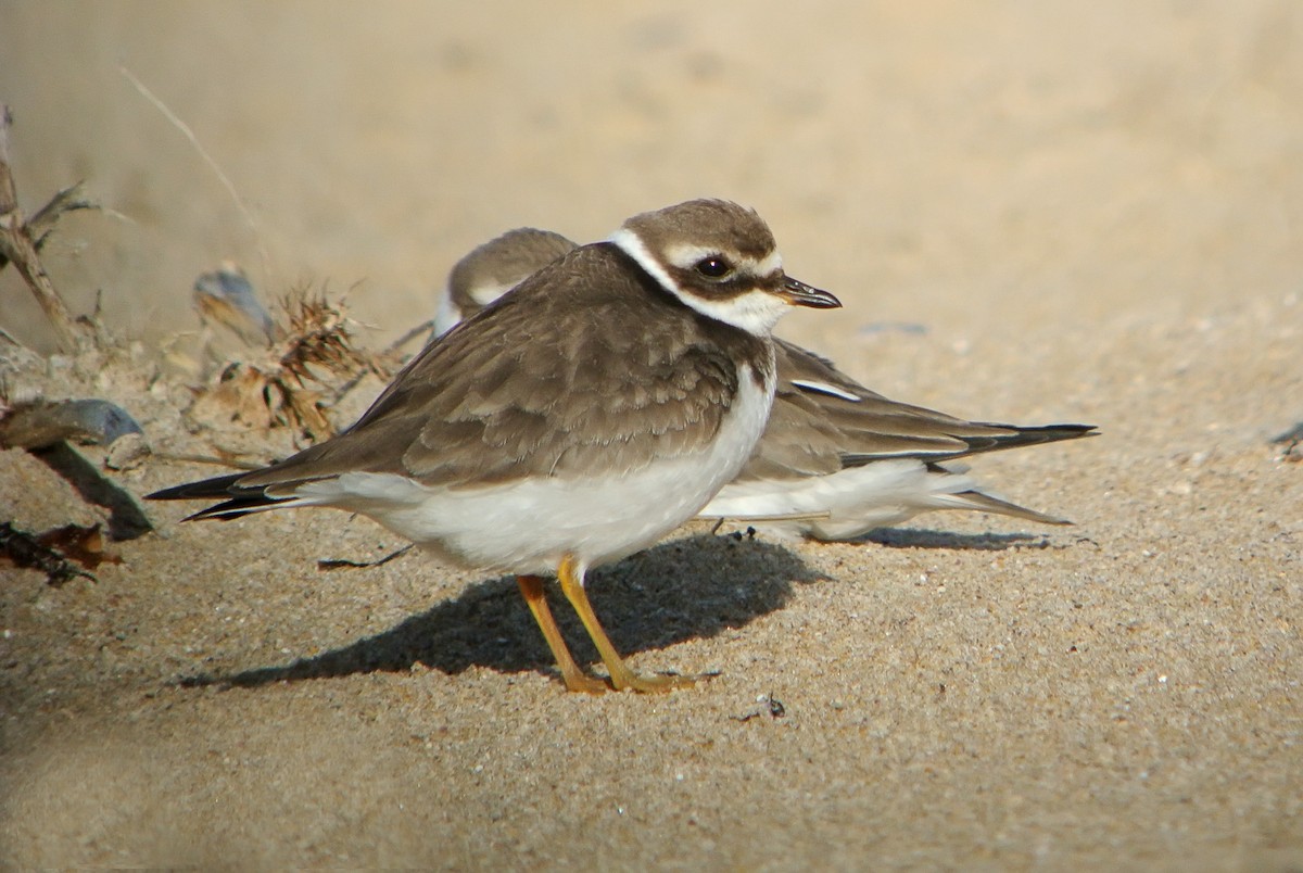 Common Ringed Plover - ML620666111