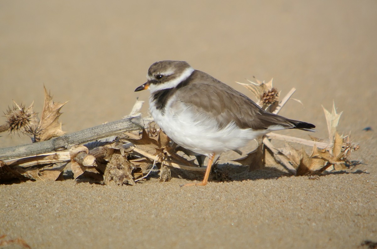 Common Ringed Plover - ML620666112