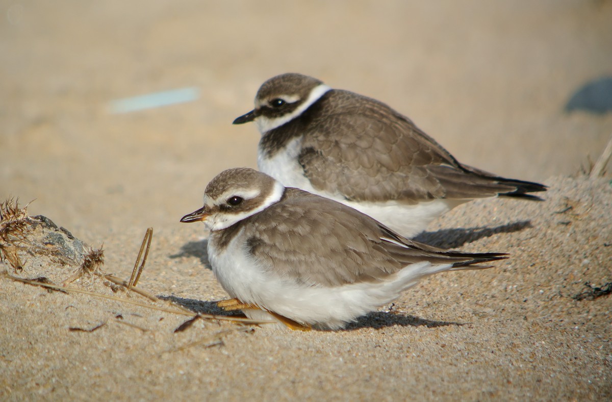 Common Ringed Plover - ML620666113