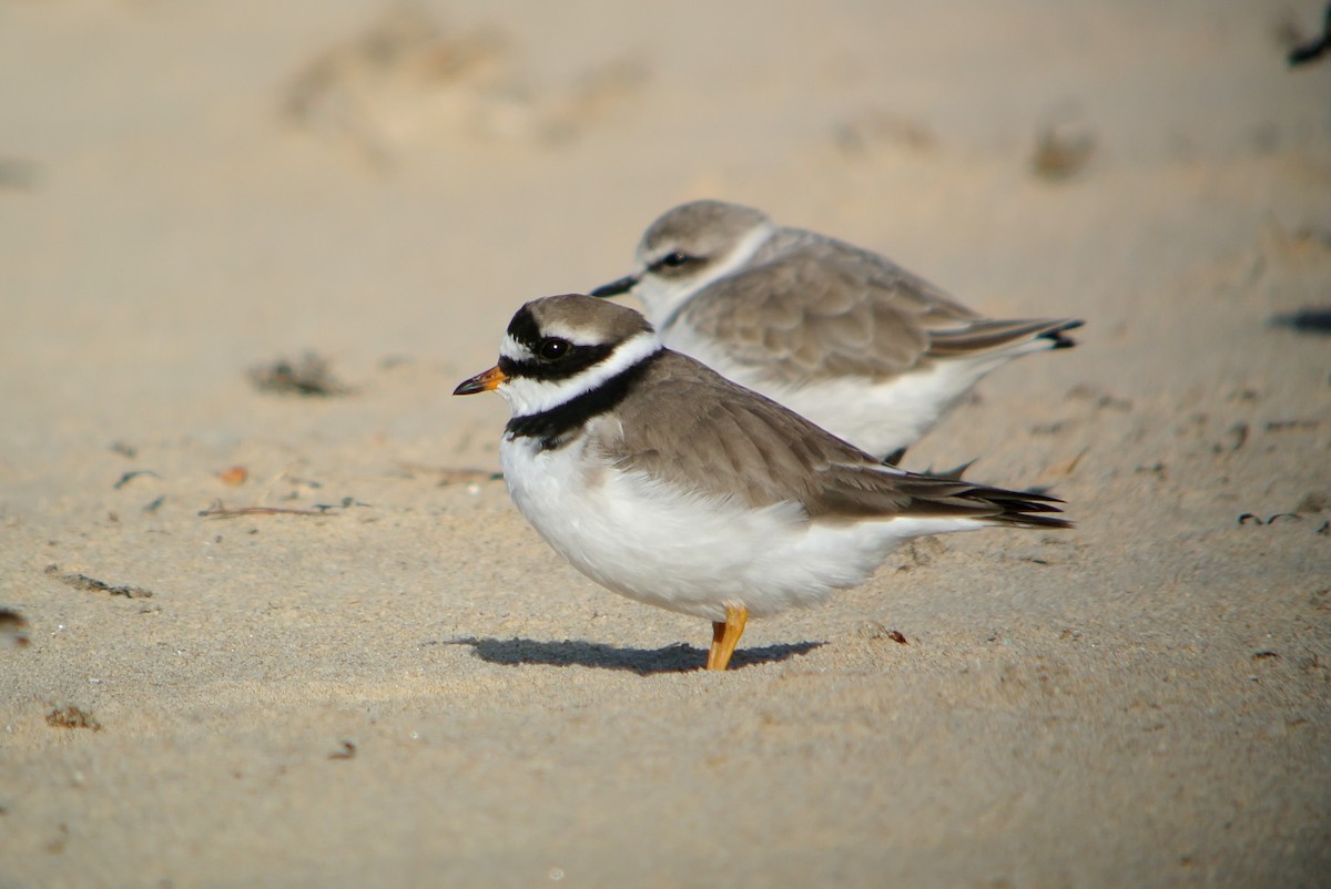 Common Ringed Plover - ML620666114