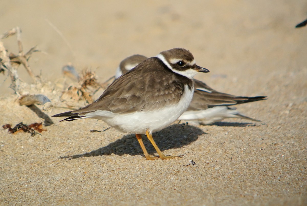 Common Ringed Plover - ML620666115