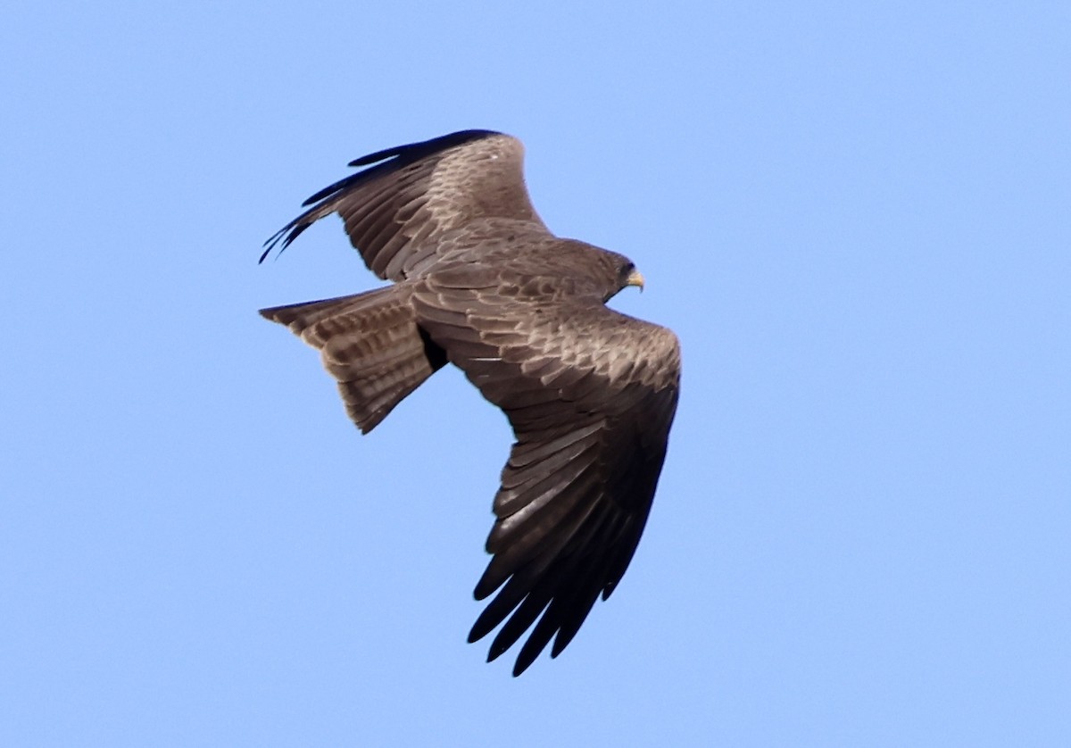 Black Kite (Yellow-billed) - ML620666116