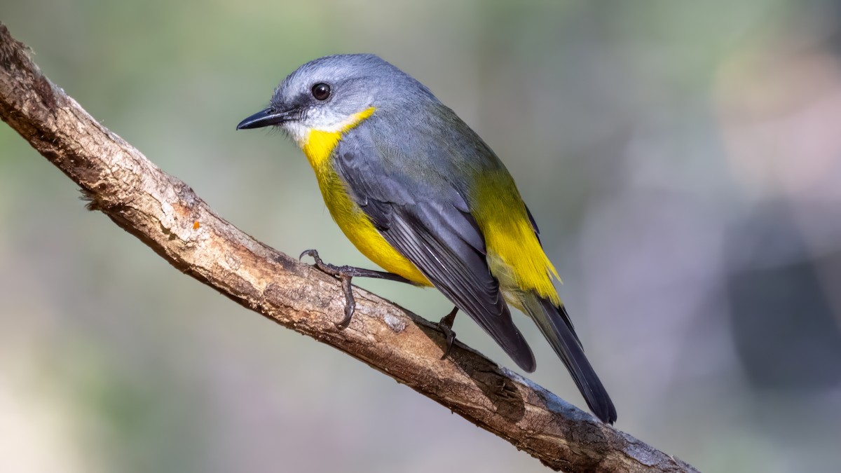 Eastern Yellow Robin - ML620666118