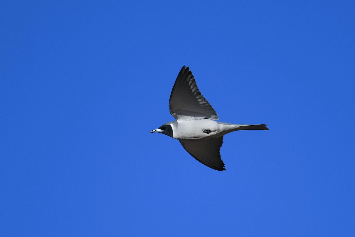 Masked Woodswallow - ML620666119