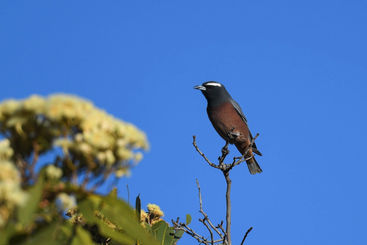 White-browed Woodswallow - ML620666120