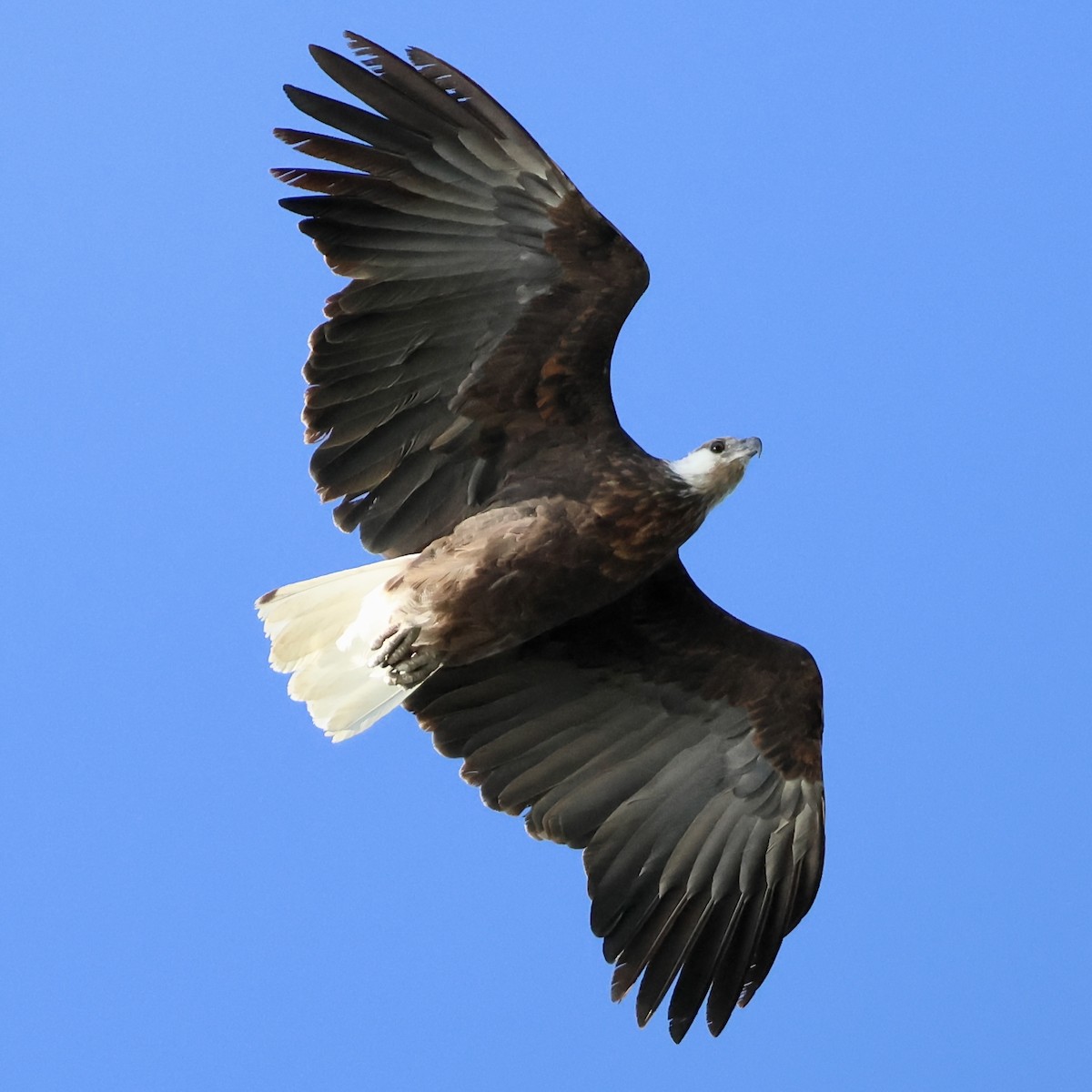 Madagascar Fish-Eagle - ML620666121