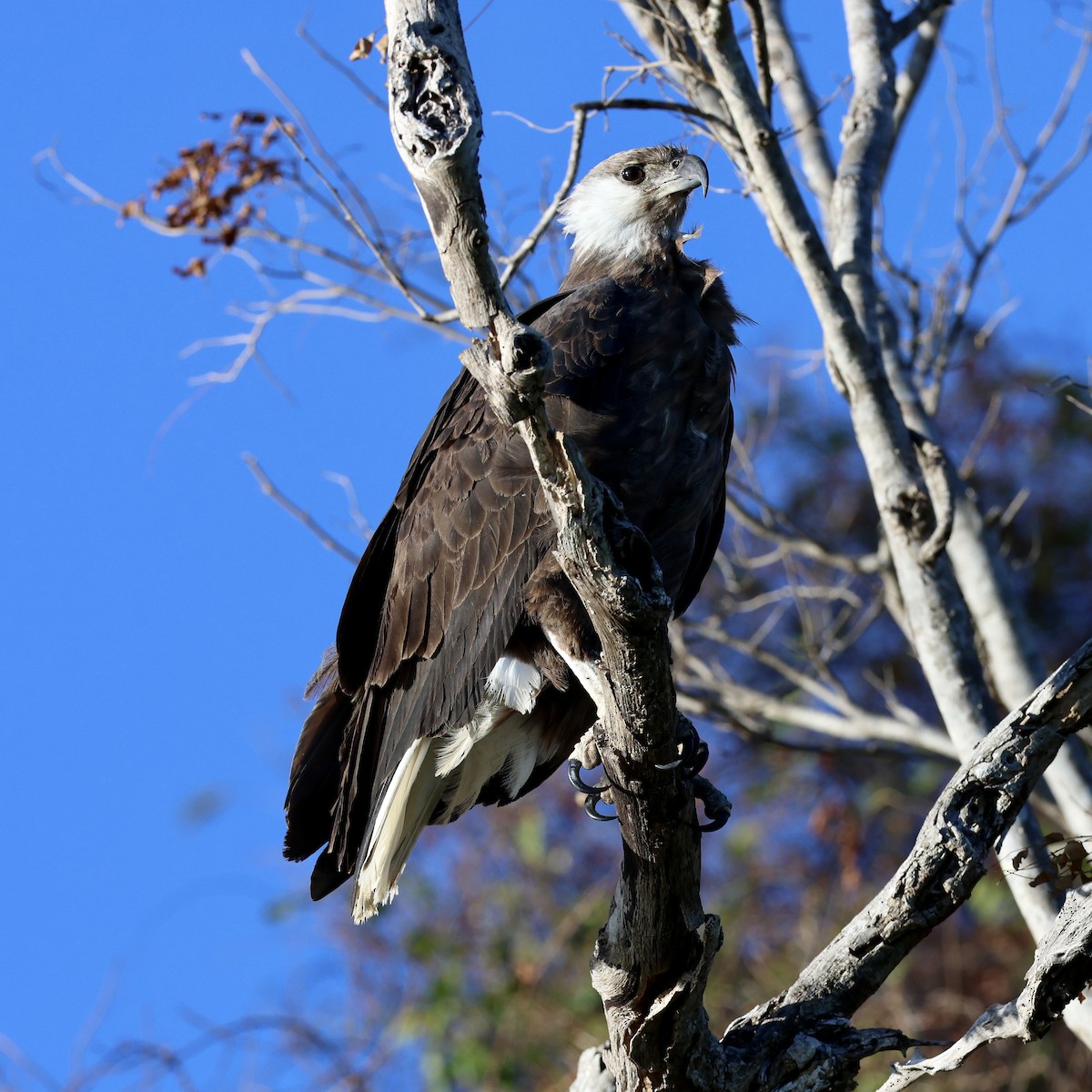 Madagascar Fish-Eagle - ML620666123