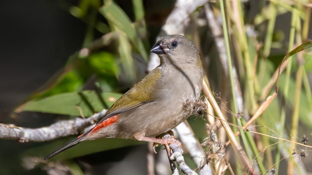 Red-browed Firetail - ML620666124