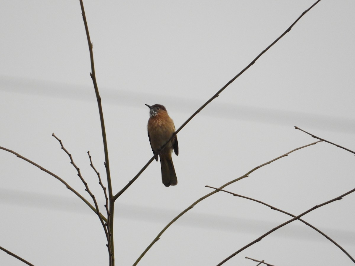 Bulbul de McClelland - ML620666126