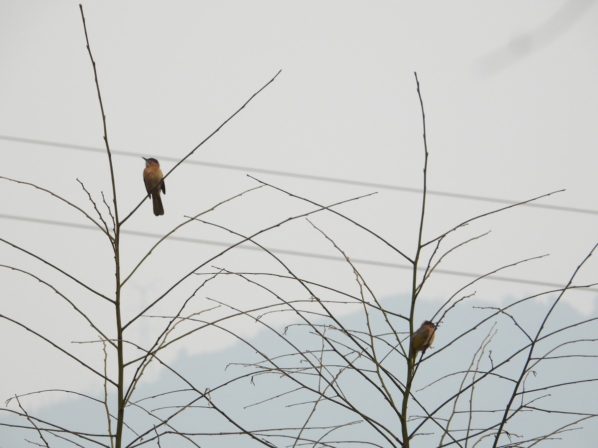 Bulbul de McClelland - ML620666127