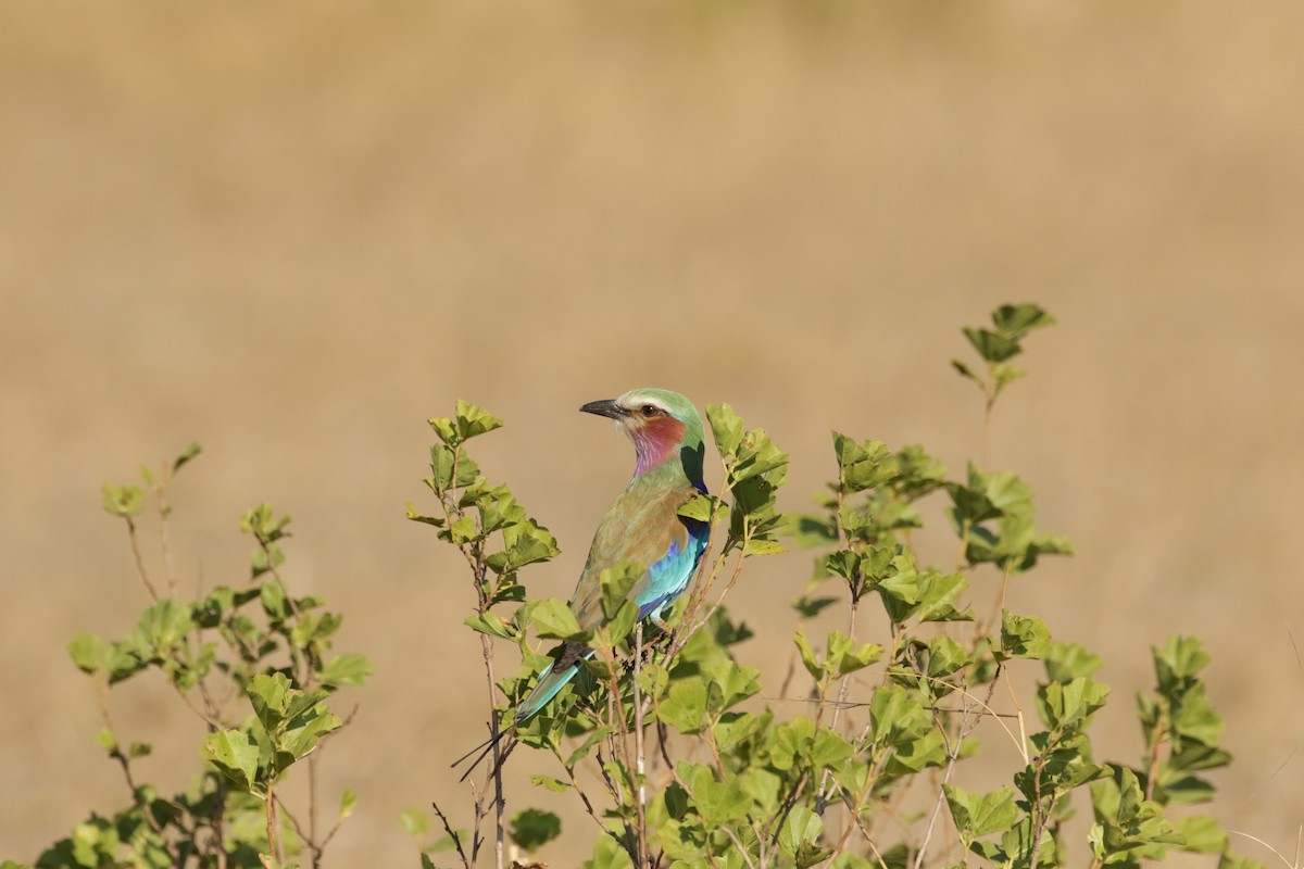Lilac-breasted Roller - ML620666128