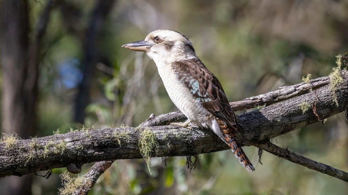 Laughing Kookaburra - Alan Melville