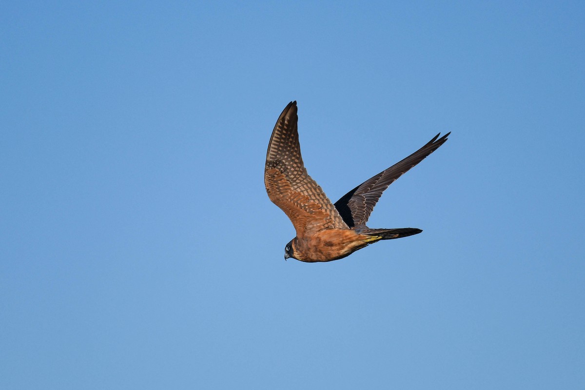 Australian Hobby - ML620666134