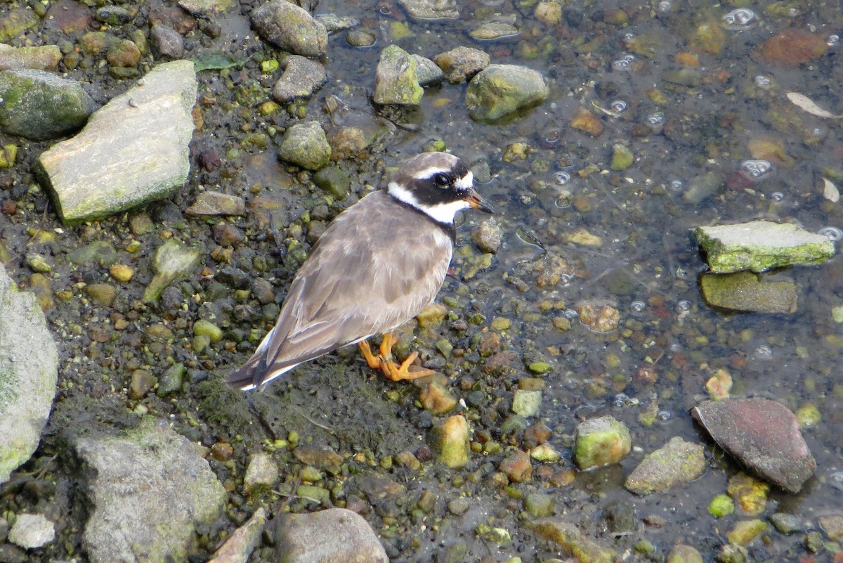 Common Ringed Plover - ML620666135