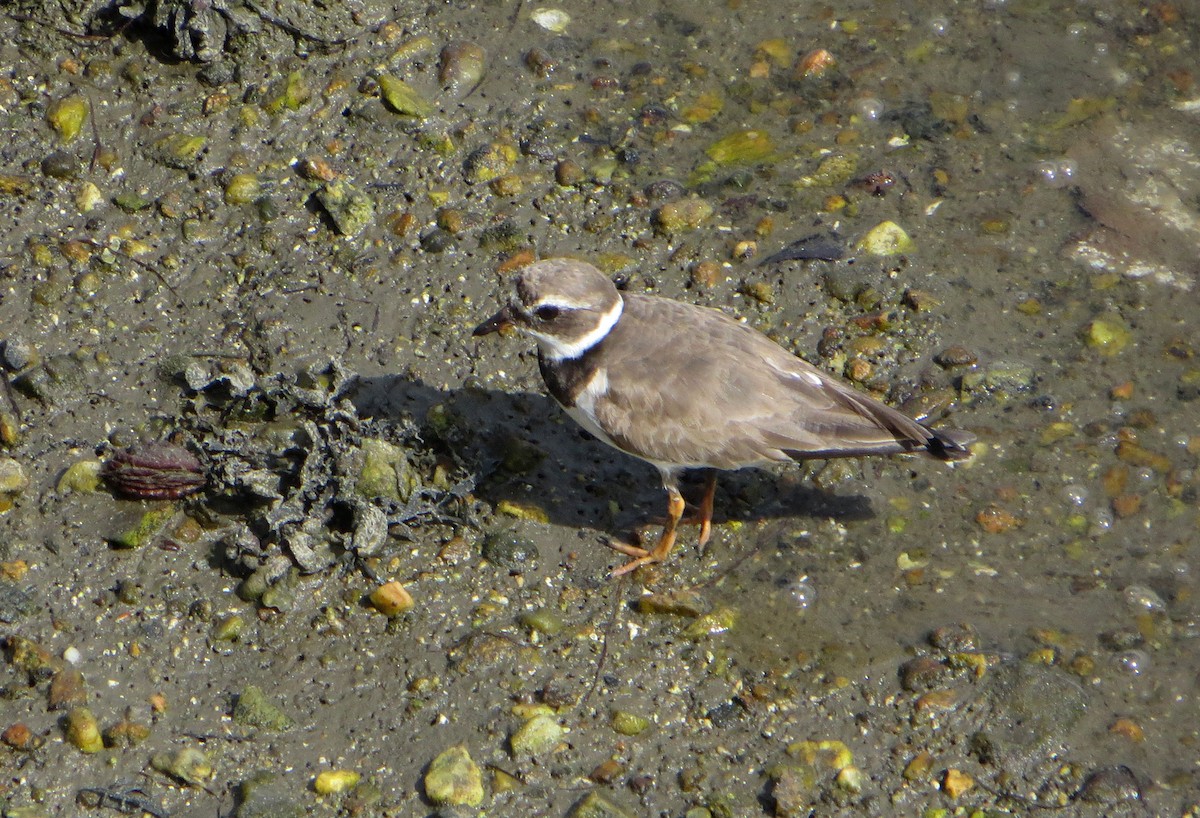 Common Ringed Plover - ML620666136