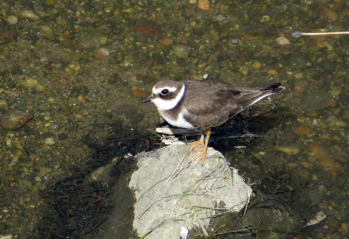 Common Ringed Plover - ML620666137