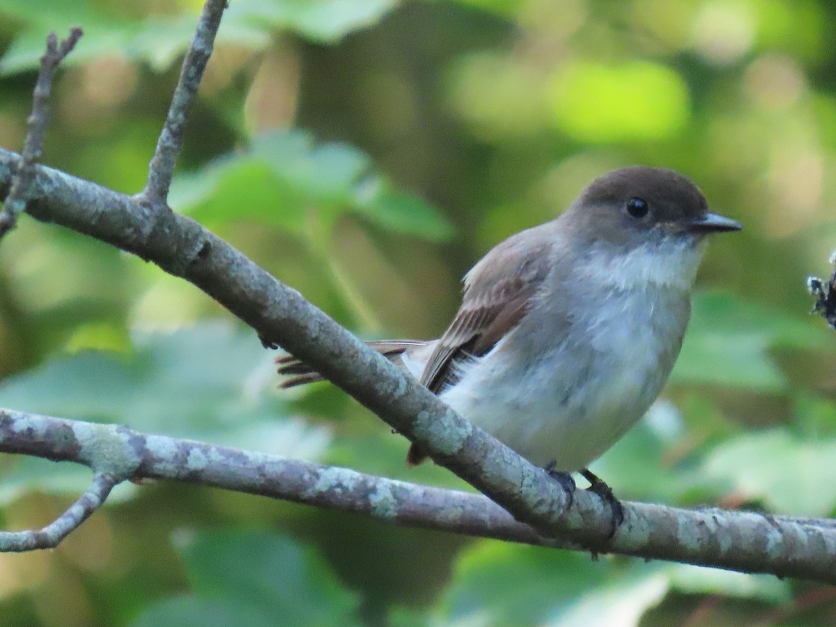 Eastern Phoebe - ML620666139