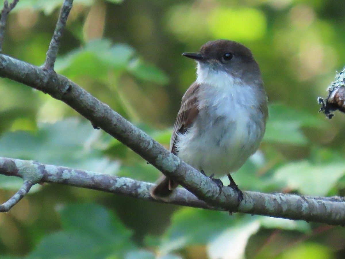 Eastern Phoebe - ML620666140