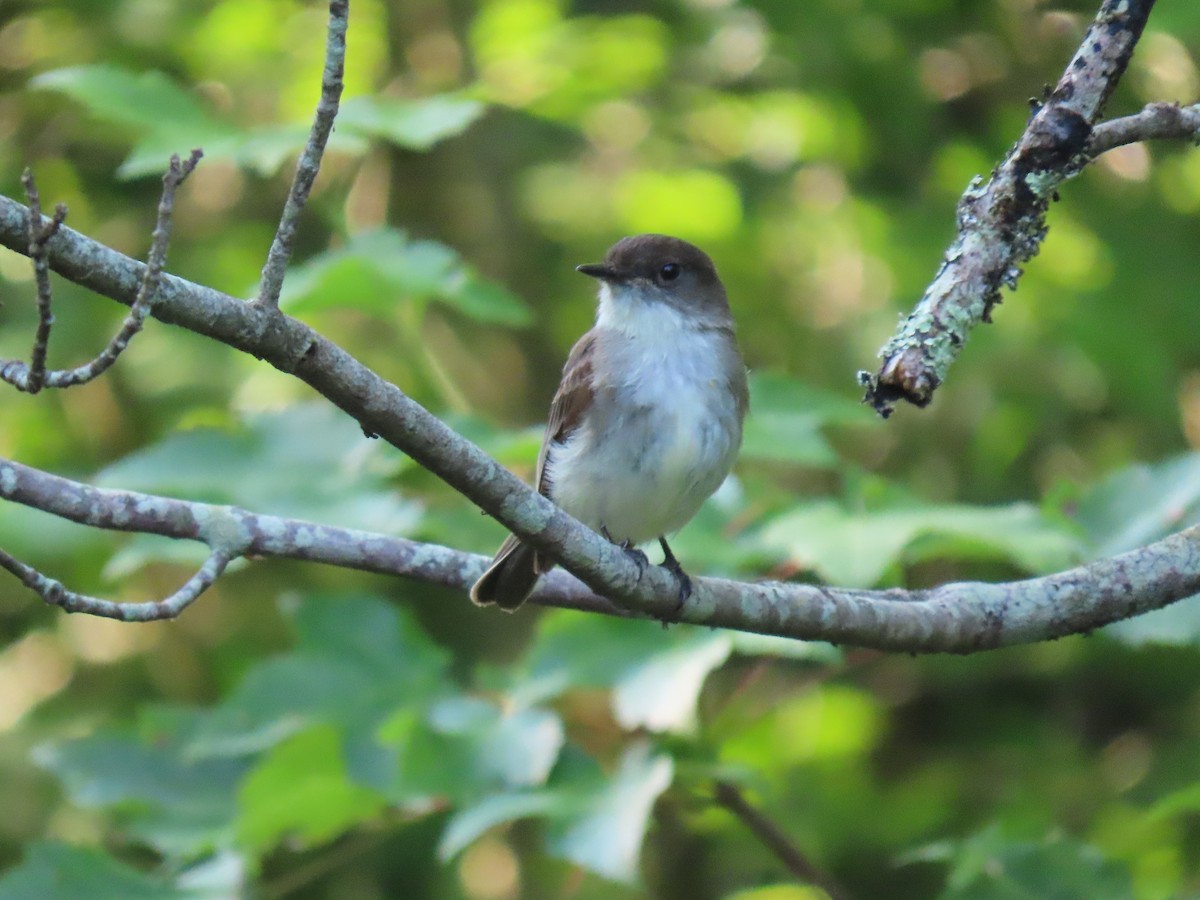 Eastern Phoebe - Rick Robinson