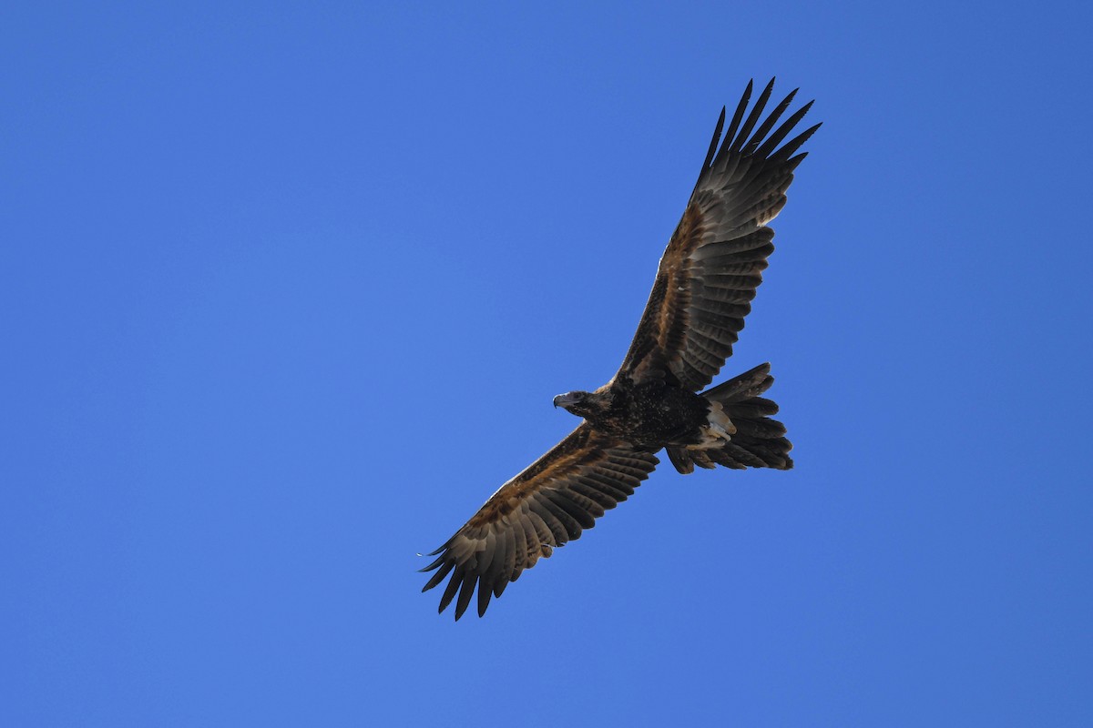 Wedge-tailed Eagle - ML620666142