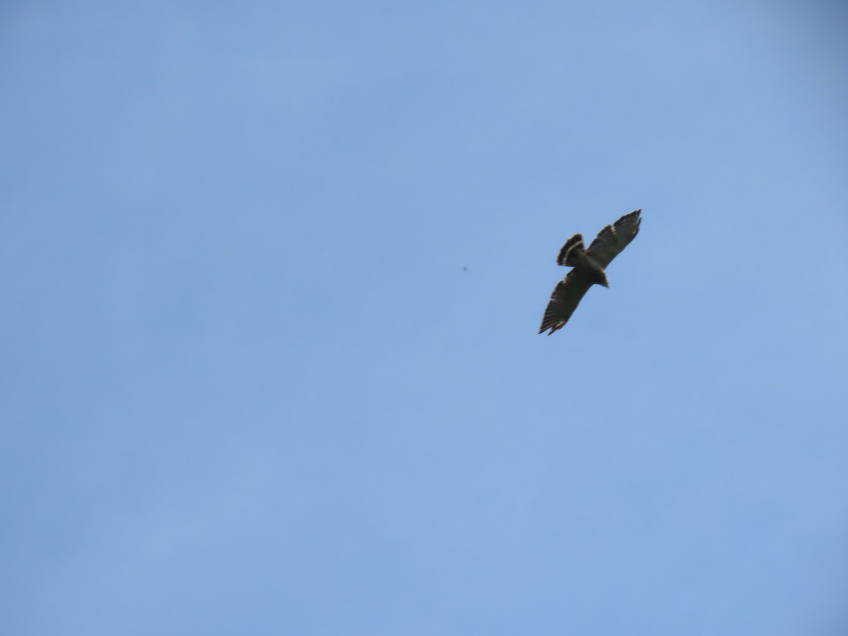 Broad-winged Hawk - ML620666143