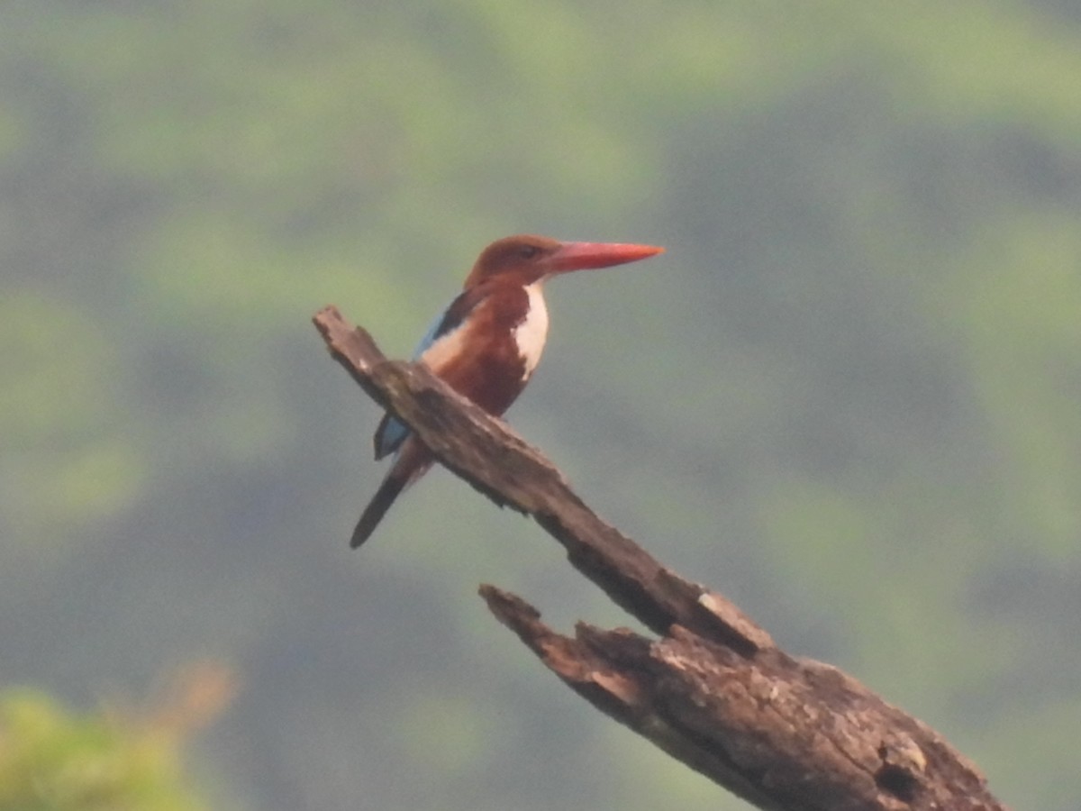 White-throated Kingfisher - ML620666145