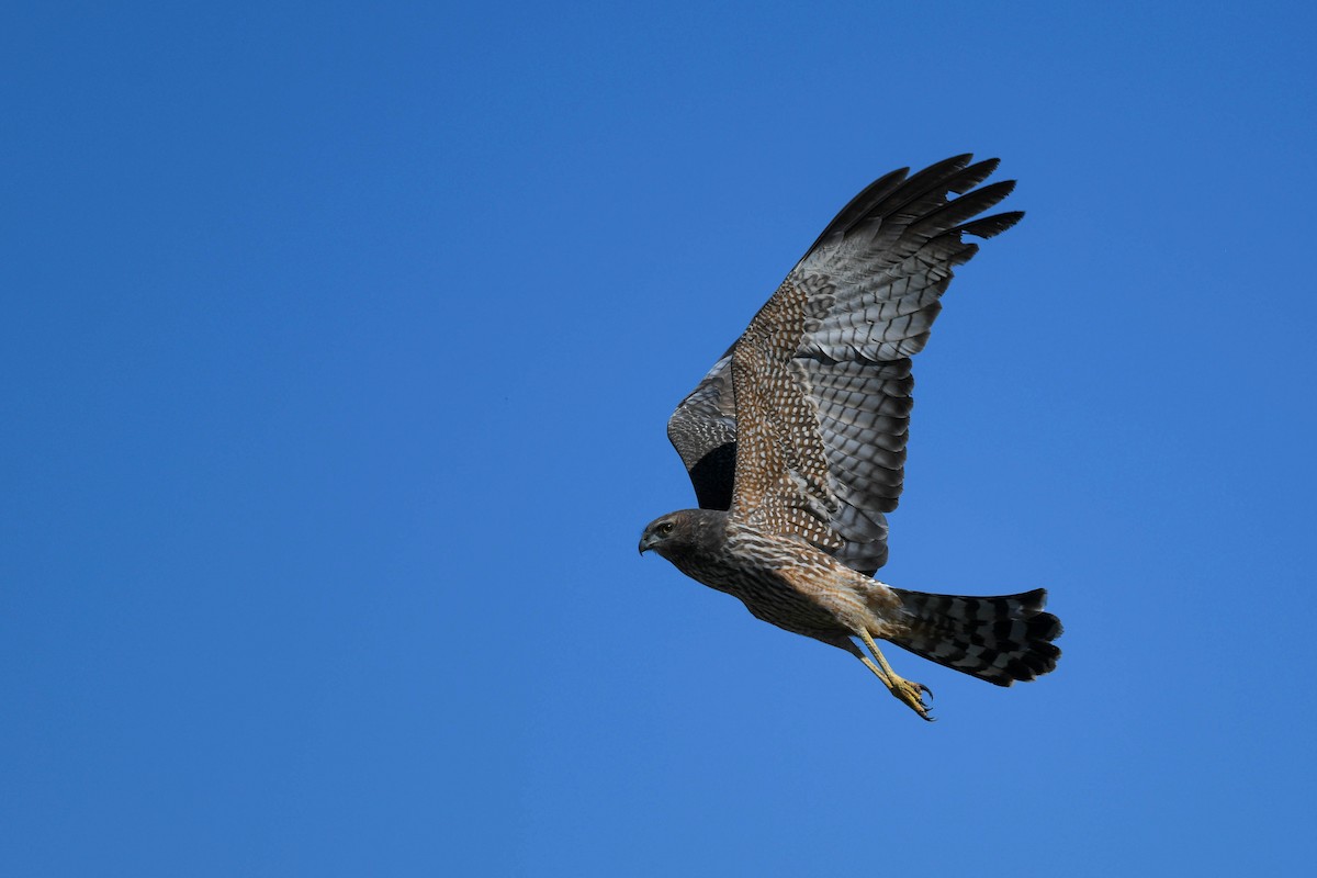 Spotted Harrier - ML620666146