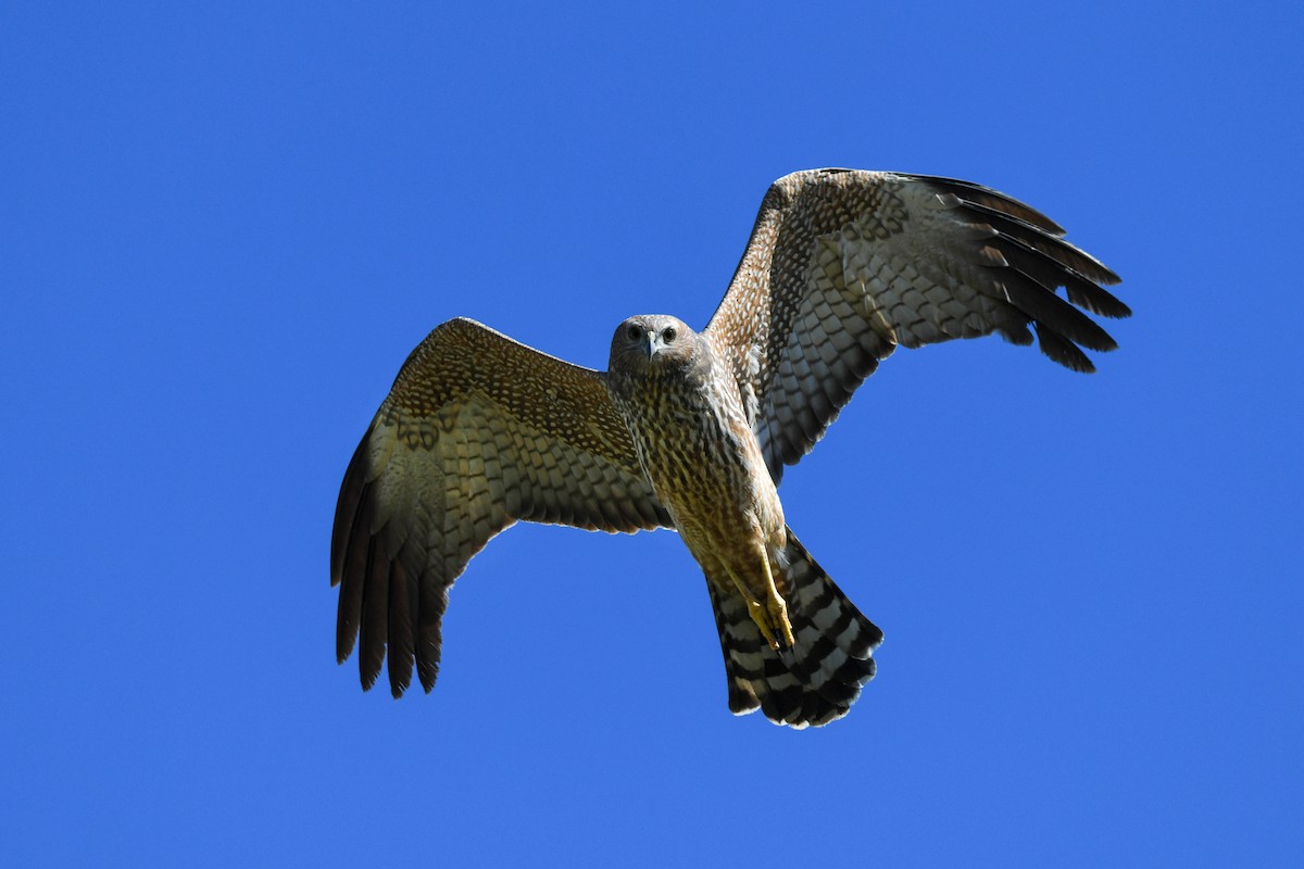 Spotted Harrier - ML620666147