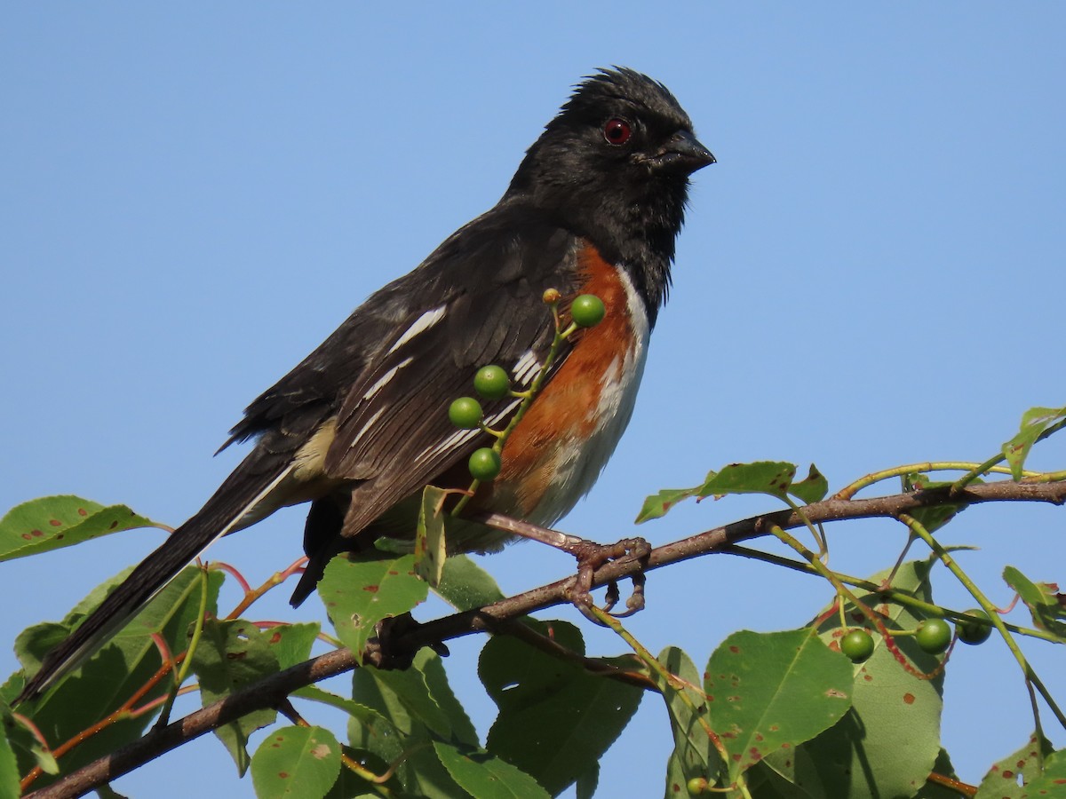 Eastern Towhee - ML620666148