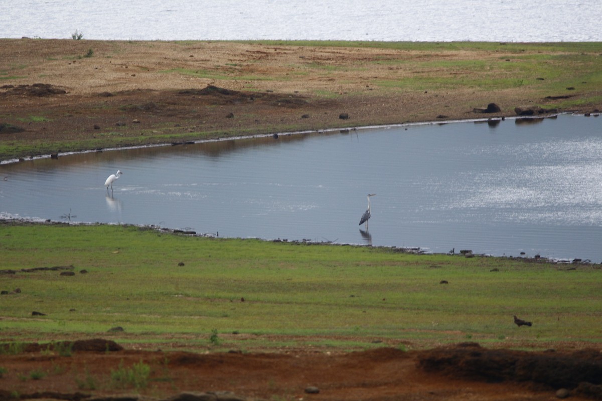 Gray Heron - ML620666149