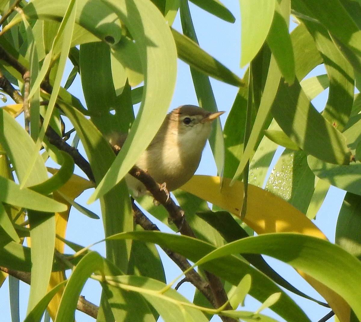 Sykes's Warbler - ML620666152