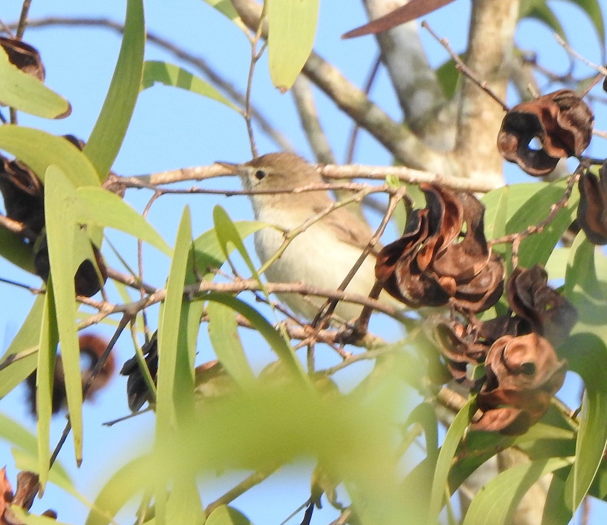 Sykes's Warbler - ML620666154