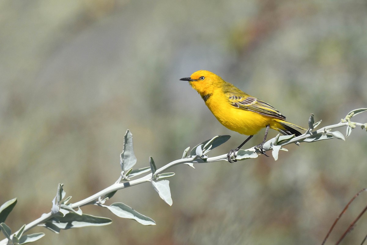 Yellow Chat - ML620666156