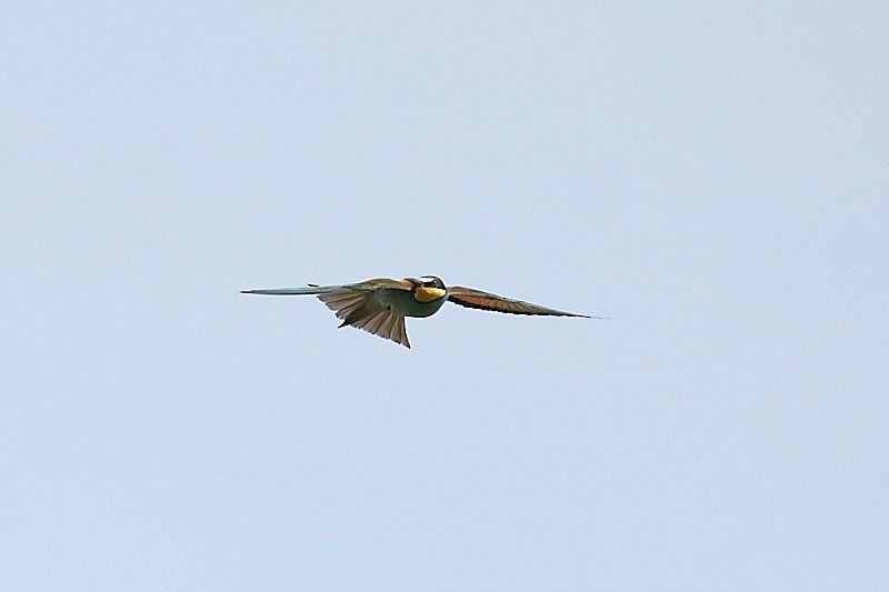 European Bee-eater - ML620666158