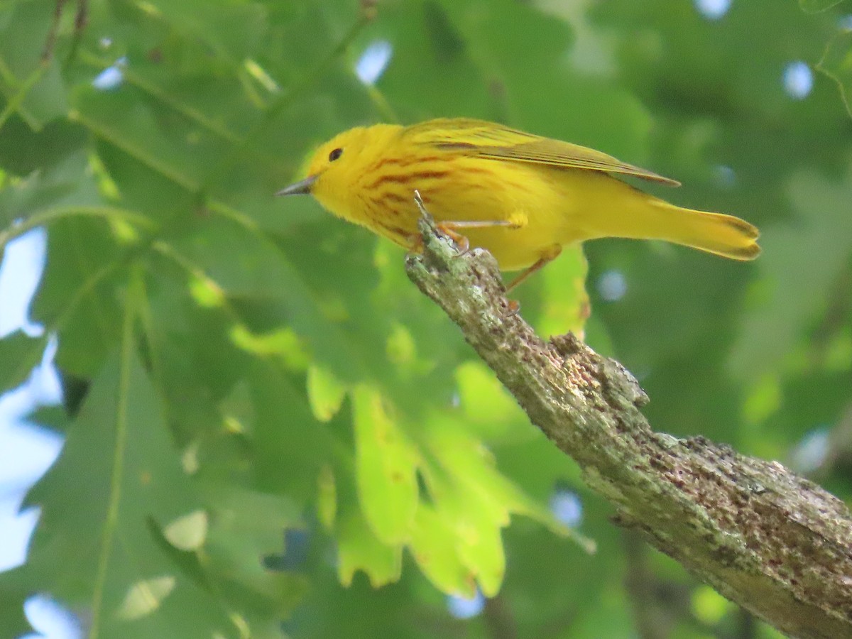 Yellow Warbler - ML620666160