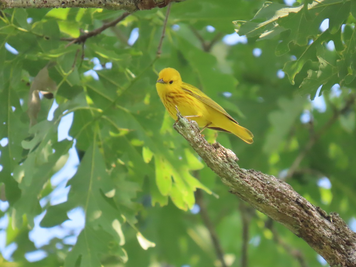 Paruline jaune - ML620666161