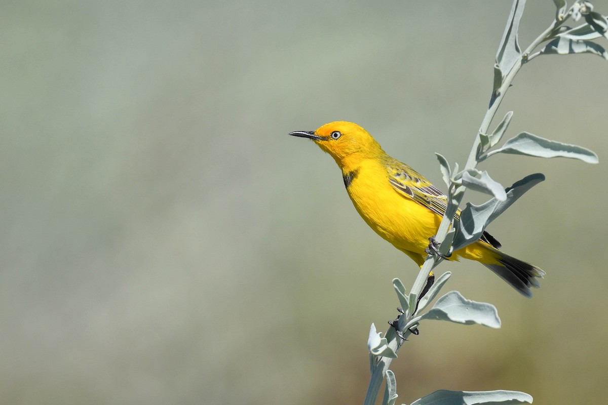 Yellow Chat - ML620666162