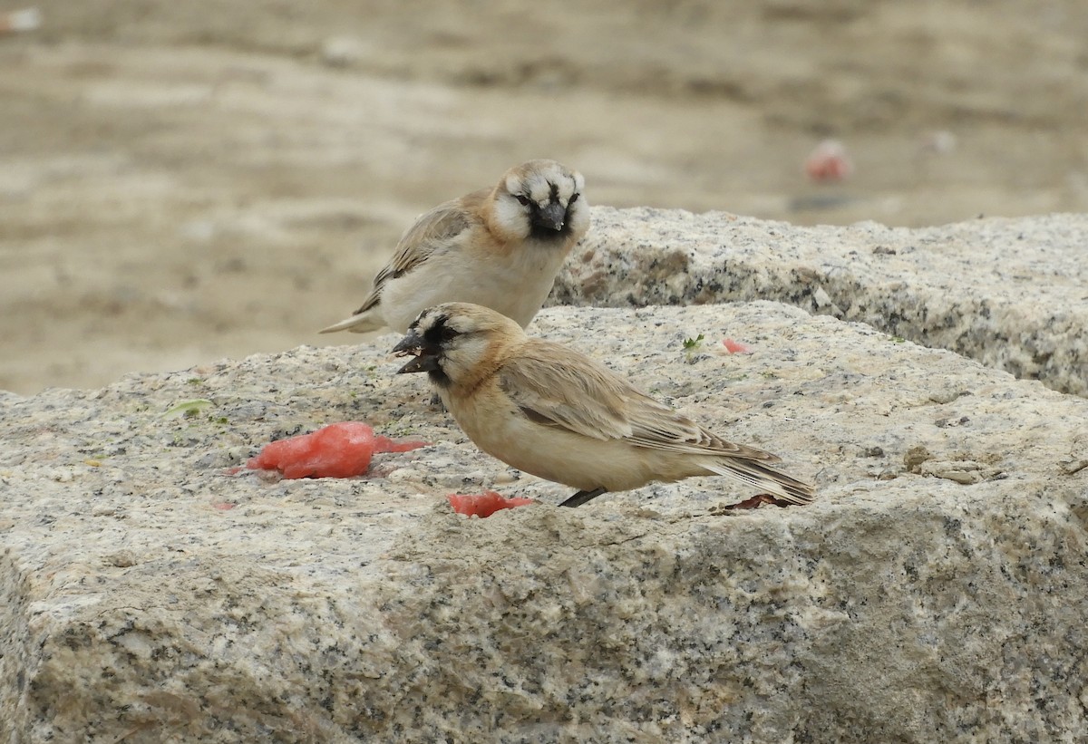 Blanford's Snowfinch - ML620666163