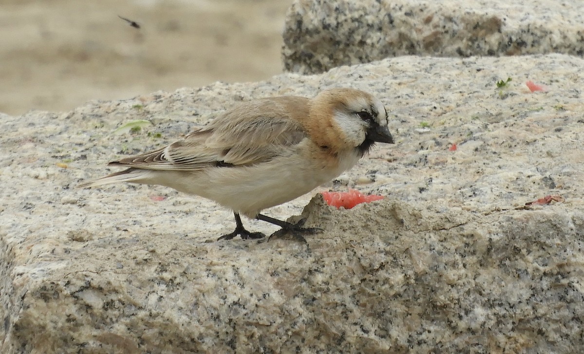 Blanford's Snowfinch - ML620666164