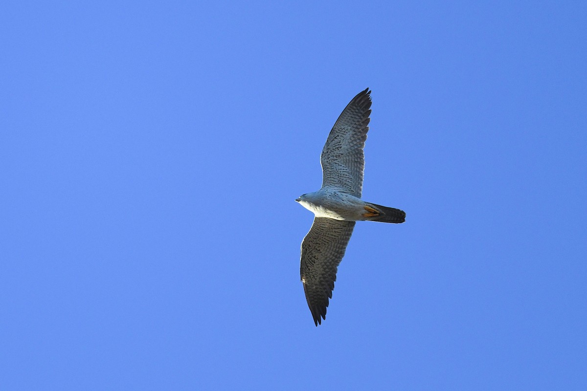 Gray Falcon - Harn Sheng Khor