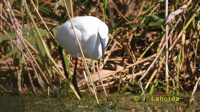 Aigrette garzette - ML620666168